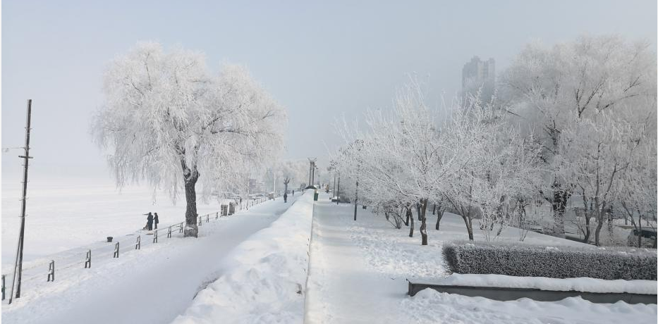 “冰城”哈尔滨现雾凇美景